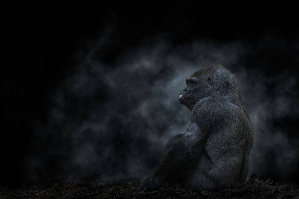 Silver back mountain gorilla eating nut