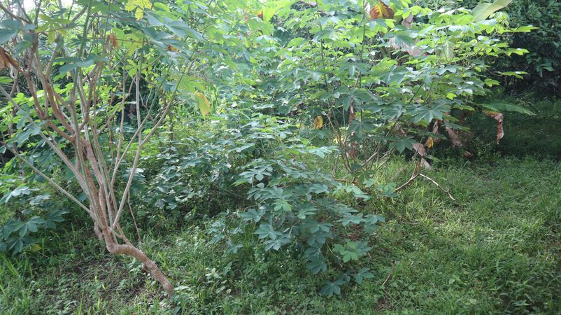 The Garden is Neglected and Overgrown with Long Grass