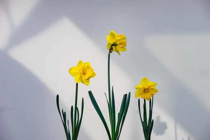 Spring time with three yellow daffodil  flowers