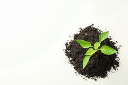 Saplings seedlings in soil on bright background, top view and space for text. Environmental protection. Agriculture