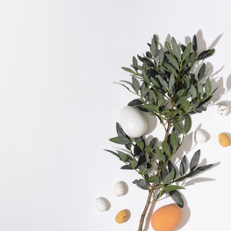 Different shades of natural eggs and green branches