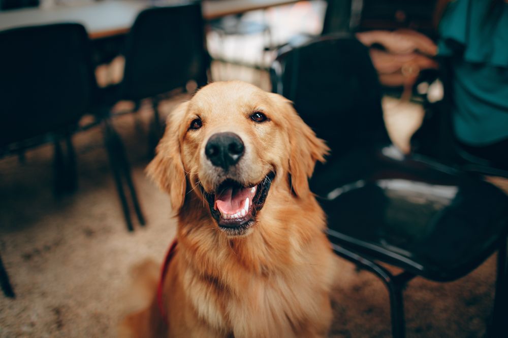Golden retriever sitting on floor indoor