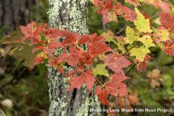 Red maple leaves along Loon Lake Trail at Savanna Portage State Park in McGregor, Minnesota 48Y9qb
