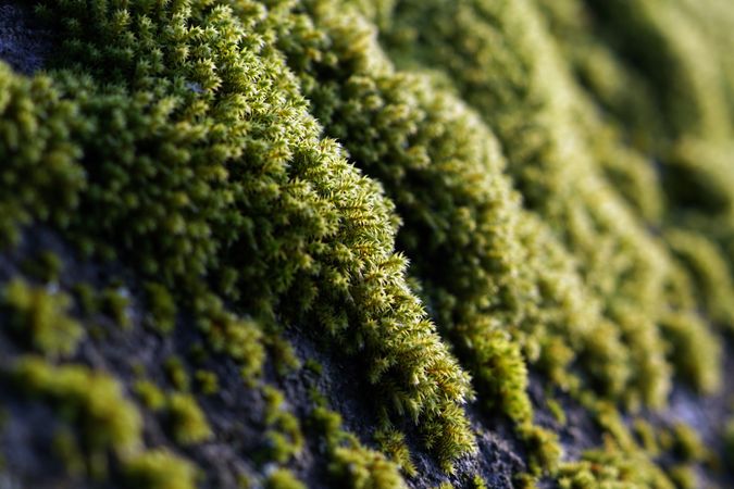 Green growing moss texture