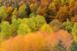 Autumn forest hues
