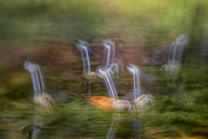 Defocused plants wild meadow
