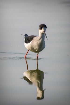 A Stilt giving a clear reflection in the water at Thol Bird Sanctuary in Gujarat, India