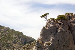 Mountain landscape with rocks and tree