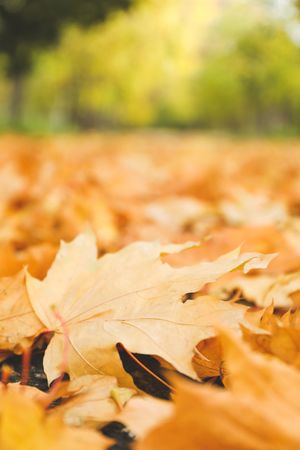Fallen autumn leaves on whole background, space for text