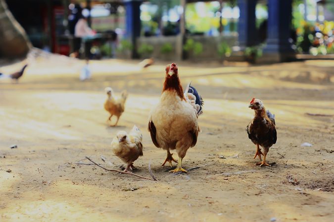 Chickens and chicks walking on ground