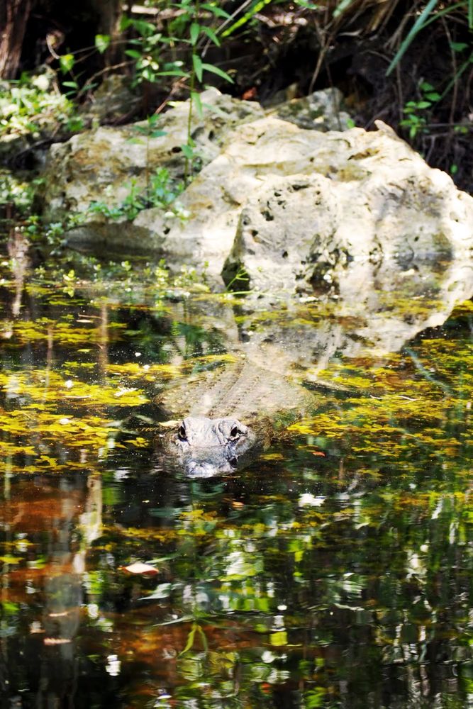 Stealth Predator: Alligator Lurking with Piercing Eyes in Swamp Waters