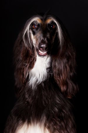 Amazing dog staring at camera
