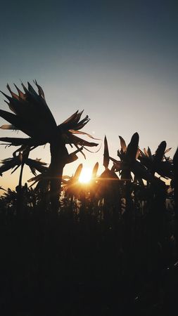 Silhouetted Cornfield at Sunset: A Golden Hour Masterpiece