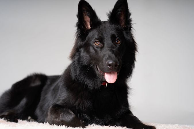 Portrait of older dark brown german shepherd dog on rug 