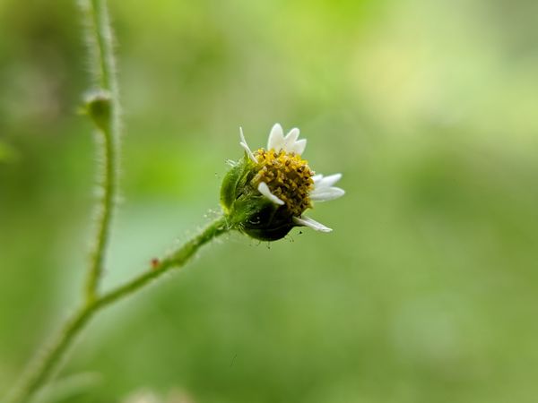beautiful flower nature