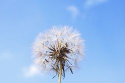 Dandelion against blue sky