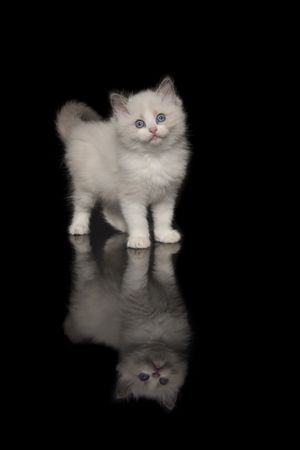 Cute ragdoll kitten with blue eyes looking at the camera standing on a dark background with reflection