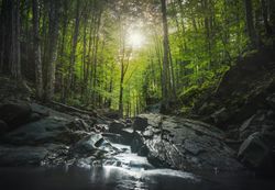 Abetone, stream waterfall inside a forest, Apennines, Tuscany, Italy