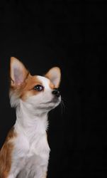 A Chihuahua is sitting against a dark background, looking up to the right