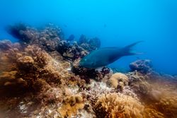 Gray fish near coral reef in sea water