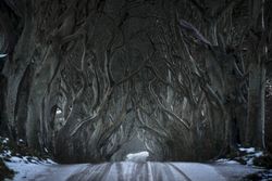 Tunnel of giant beech leafless trees in Ireland