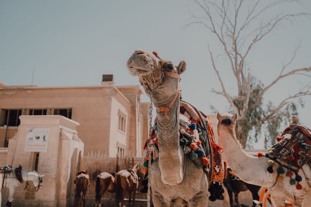 Funny camels in desert