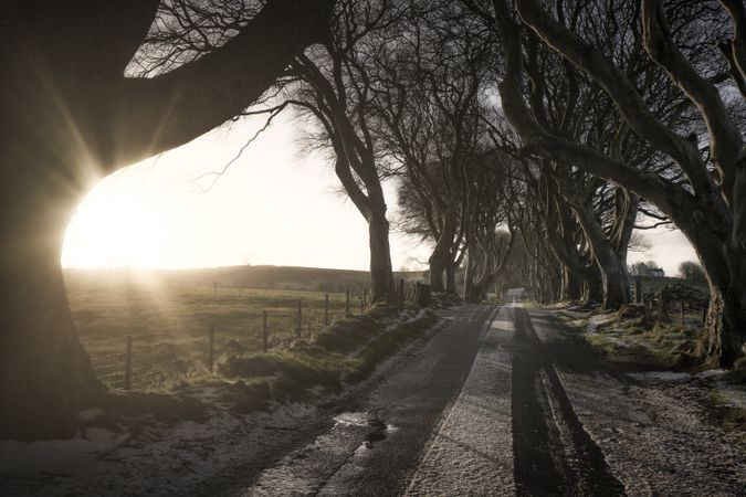 Tunnel of giant beech leafless trees in Ireland