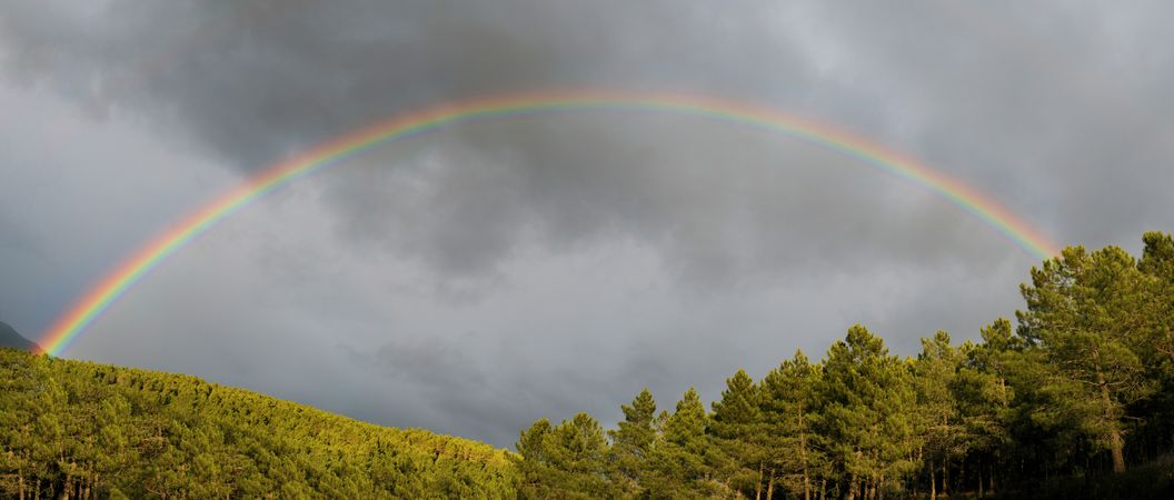Rainbow on cloudy sky near forest