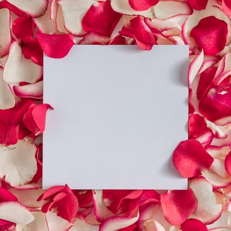 Rose petals and light  paper card