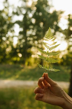 Crop woman showing forest fern leaf