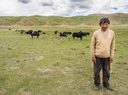 Tibet - August, 29 2014: Tibetan shepherd near cows in valley