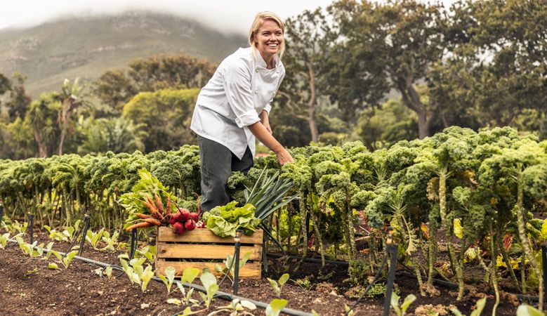 Carefree female chef harvesting fresh vegetables in an agricultural field