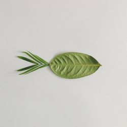 Green leaf in fish on light background