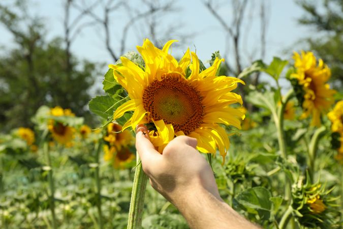 Male hand holds sunflower. Agriculture. Harvest. Farming