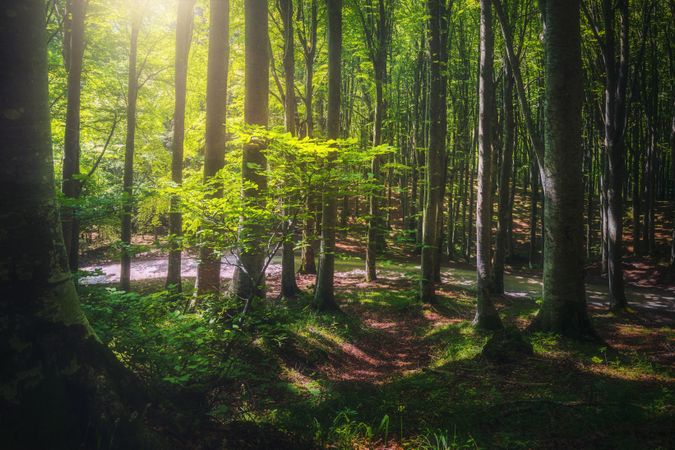 Beautiful light in the beech forest. Foreste Casentinesi national park, Tuscany, Italy.