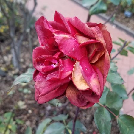 Wilted red rose in garden