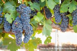 Vineyard with Lush, Ripe Wine Grapes on the Vine Ready for Harvest bxAg6n