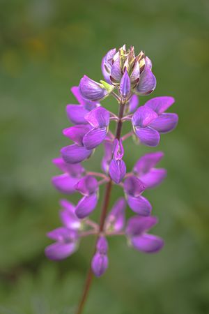 Close up of delicate petals on purple flower, vertical