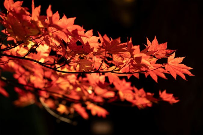 Macro Close-up of Moody Red Autumn Maple Leaf