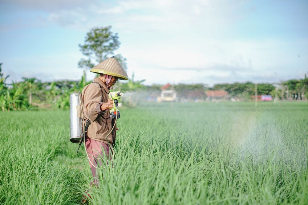 male farmer spraying pesticide on rice green field