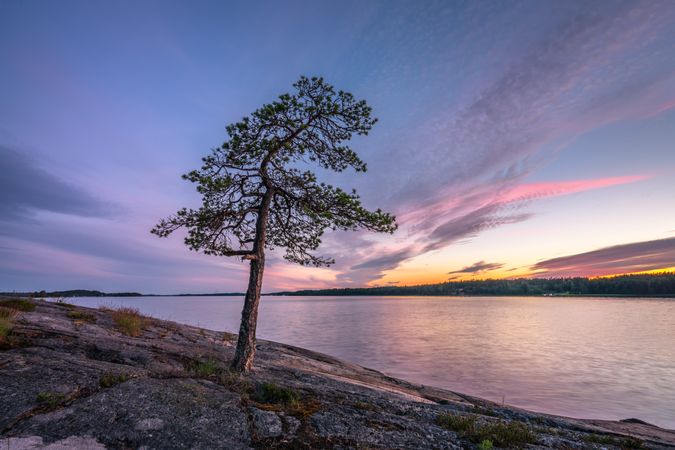 Green tree out of rocks near big lake during sunset