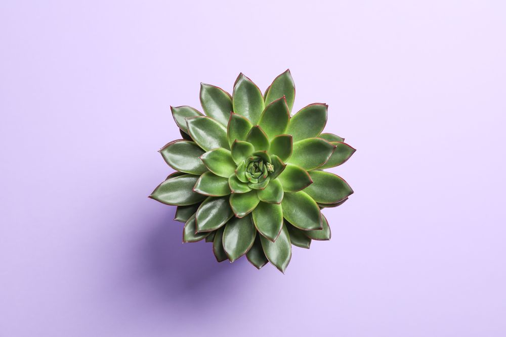 Beautiful succulent plant on color background, top view. Space for text