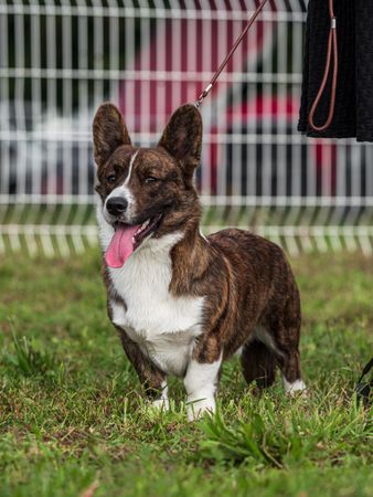 Cardigan Welsh Corgi at a dog show. Sunny day.