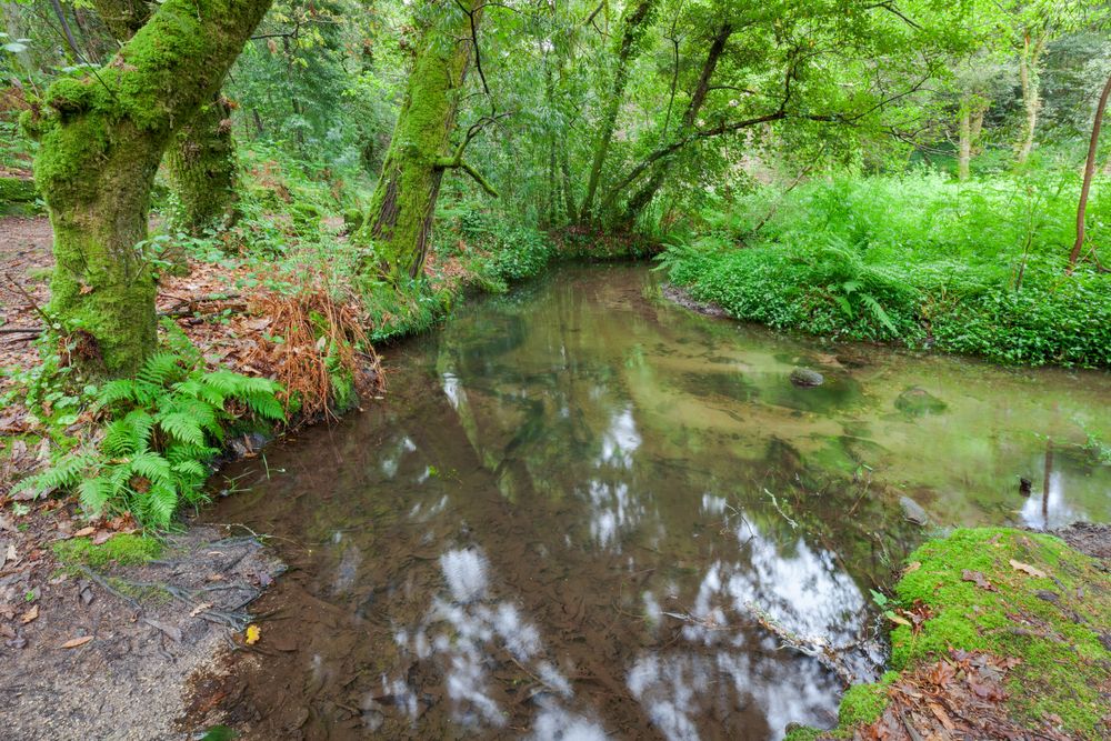 Stream in forest ferns humid vegetation in Galicia, Spain