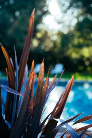 New Zealand flax plant in the sun in front of swimming pool