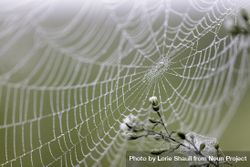 Spider web and morning dew in McGregor, Minnesota 5r871b