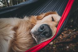 Golden retriever sleeping on hammock