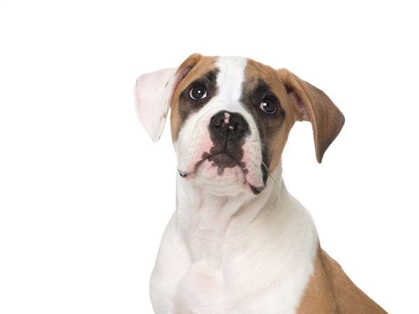 Isolated portait of a American Bull dog puppy looking up