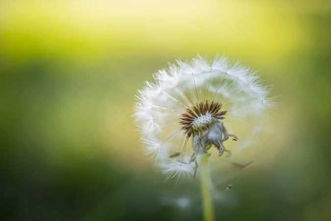 Dandelion puff with blurred out background