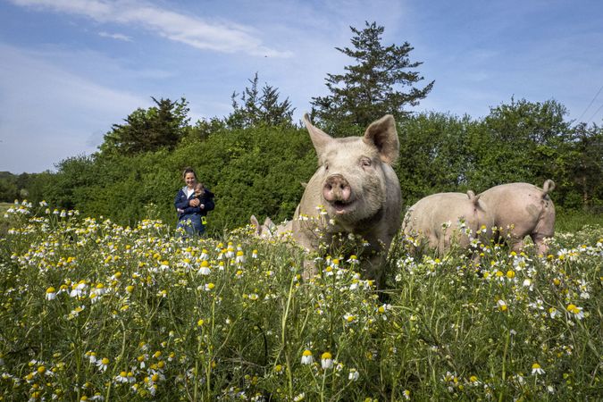 Copake, New York - May 19, 2022: Pigs frolicking in daisy field